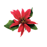 Cortador/Marcador de Flor de Pascua 10 Piezas.