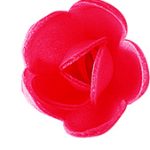 Caja de 100 mini rosas rojas host