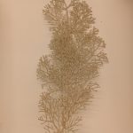 Tallo de ciprés champán brillante de 76 cm