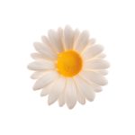 Caja de margaritas blancas de azúcar de 4,5 cm. 48