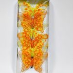Mariposa con resorte 12cm Caja 6