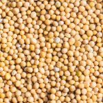 Semillas de mostaza blanca 50 g