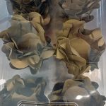 Papel Estilo Dorado Forma 40 Unidades.