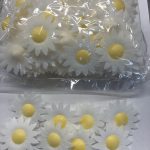 Margarita en caja de acogida.200