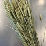 Salsa de trigo verde