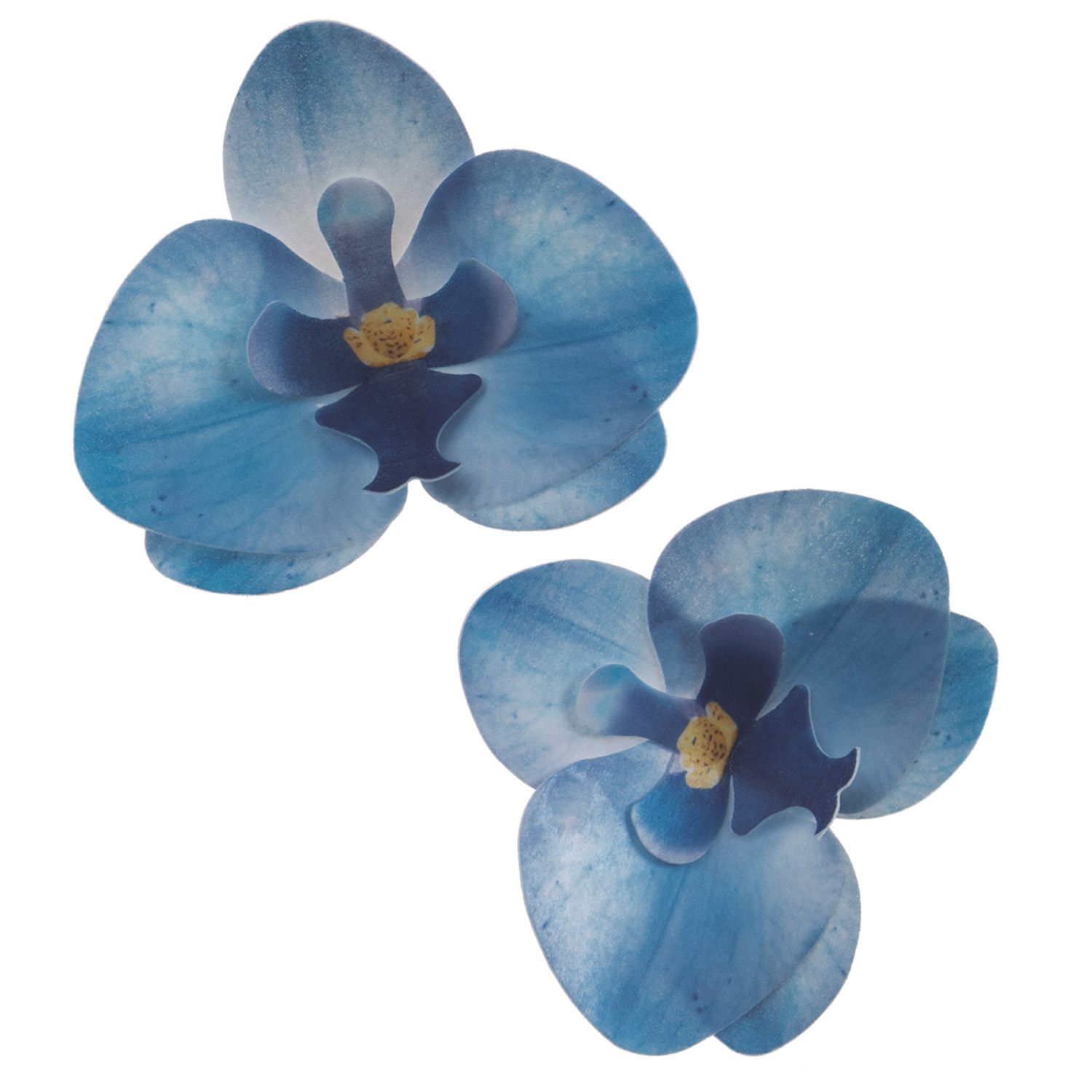 Orquídea huésped azul 8.5cm - 7.5cm - 10 unidades